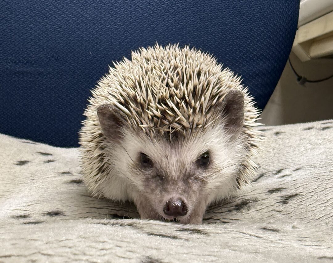 ハリネズミ（カナダ産：ソルト＆ペッパー♀ ）超懐っこいです♪のメイン画像