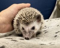 ハリネズミ（カナダ産：ソルト＆ペッパー♀ ）超懐っこいです♪の画像8