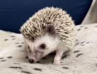 ハリネズミ（カナダ産：ソルト＆ペッパー♀ ）超懐っこいです♪の画像2