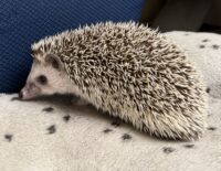 ハリネズミ（カナダ産：ソルト＆ペッパー♀ ）超懐っこいです♪の画像9