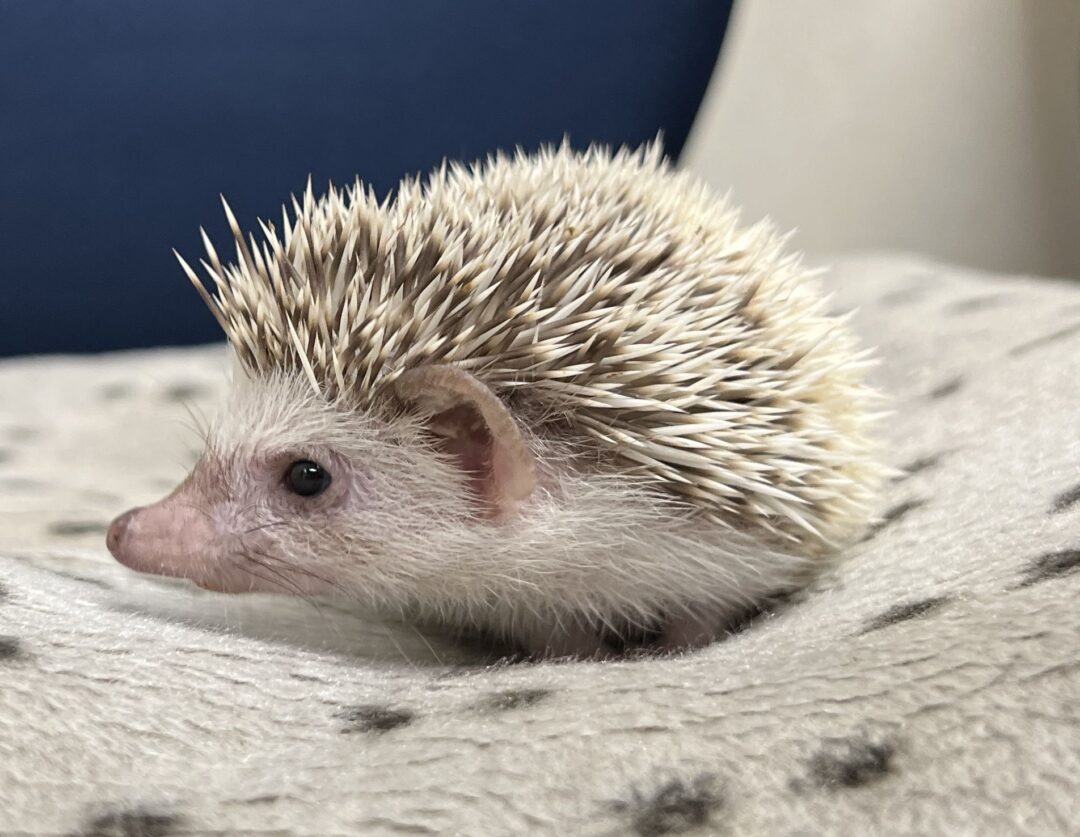 ハリネズミ エキゾチックアニマル飼育セット 初めてのハリネズミ飼育セット 266371 1セット（直送品） - アスクル