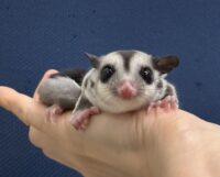フクロモモンガの画像1
