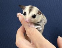 フクロモモンガの画像1