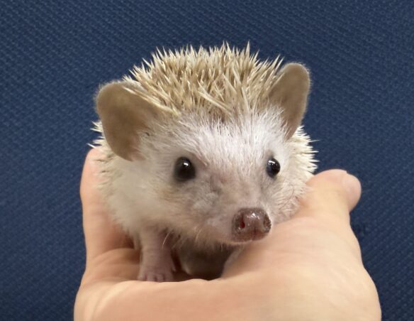 ハリネズミ（当店産ベビー：シナモンパイド♀）懐っこいです♪のメイン画像
