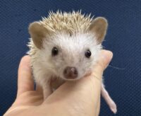 ハリネズミ（当店産ベビー：シナモンパイド♀）懐っこいです♪の画像2
