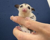 フクロモモンガの画像3