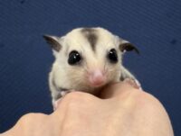 フクロモモンガの画像5