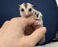 フクロモモンガの画像6