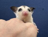 フクロモモンガの画像7