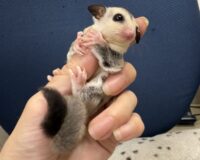 フクロモモンガの画像10