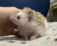 ハリネズミ（当店産ベビー：シナモンパイド♀）懐っこいです♪の画像3
