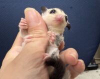 フクロモモンガの画像8