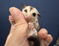 フクロモモンガの画像11