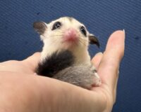 フクロモモンガの画像9
