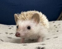 ハリネズミ（当店産ベビー：シナモンパイド♀）懐っこいです♪の画像9