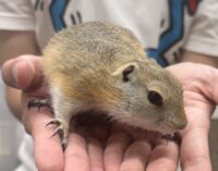 リチャードソンジリスの画像3