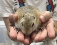 リチャードソンジリスの画像7
