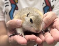リチャードソンジリスの画像2