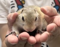 リチャードソンジリスの画像1