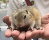 リチャードソンジリスの画像5