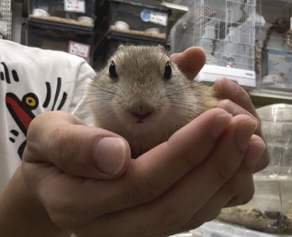 リチャードソンジリスのメイン画像