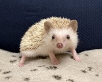 ハリネズミ（当店産ベビー：シナモンパイド♀）懐っこいです♪の画像4