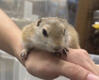リチャードソンジリスの画像9