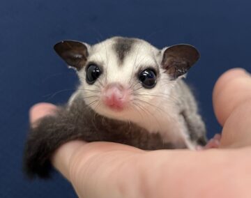 モモンガサマーセールを開催中！！の画像