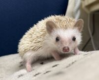 ハリネズミ（当店産ベビー：シナモンパイド♀）懐っこいです♪の画像1