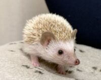 ハリネズミ（当店産ベビー：シナモンパイド♀）懐っこいです♪の画像7