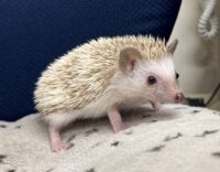 ハリネズミ（当店産ベビー：シナモンパイド♀）懐っこいです♪の画像5