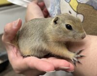 リチャードソンジリスの画像1