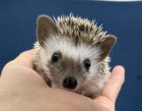 ハリネズミ（当店産ベビー：パイド♀）懐っこいです♪の画像3