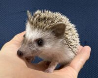 ハリネズミ（当店産ベビー：パイド♀）懐っこいです♪の画像1