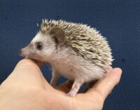 ハリネズミ（当店産ベビー：パイド♀）懐っこいです♪の画像4