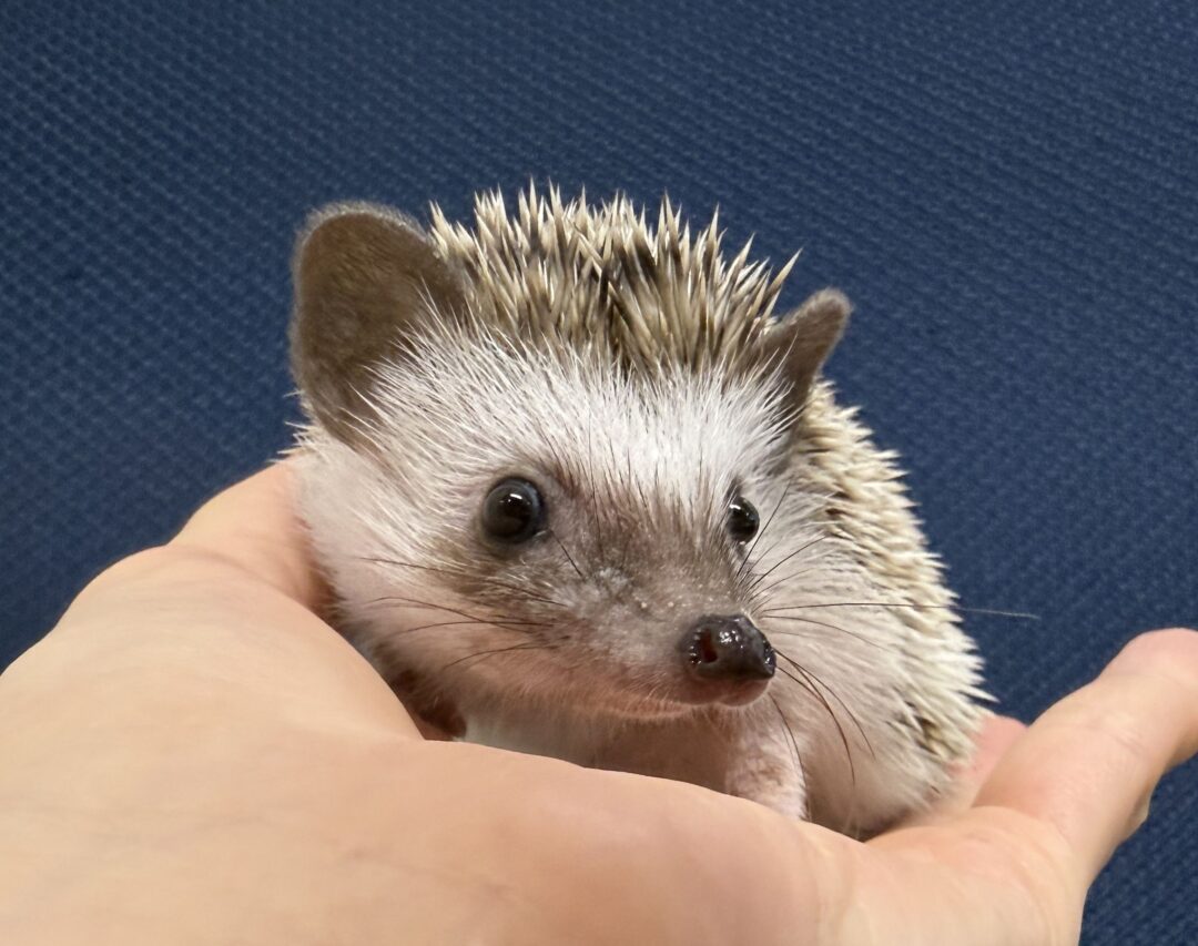 ハリネズミ（当店産ベビー：パイド♀）懐っこいです♪のメイン画像
