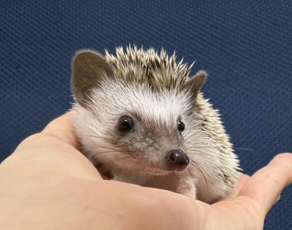 ハリネズミ（当店産ベビー：パイド♀）懐っこいです♪のメイン画像