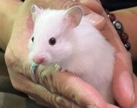 ゴールデンハムスターの画像1