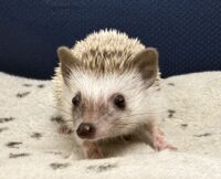ハリネズミ（当店産ベビー：パイド♀）懐っこいです♪の画像6