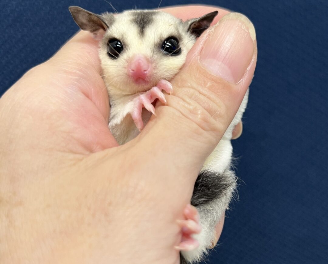 フクロモモンガ | ピュアアニマル