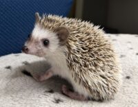 ハリネズミ（当店産ベビー：パイド♀）懐っこいです♪の画像7