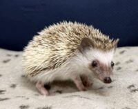 ハリネズミ（当店産ベビー：パイド♀）懐っこいです♪の画像8