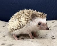 ハリネズミ（当店産ベビー：パイド♀）懐っこいです♪の画像3