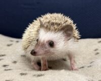 ハリネズミ（当店産ベビー：パイド♀）懐っこいです♪の画像5