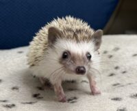 ハリネズミ（当店産ベビー：パイド♀）懐っこいです♪の画像9
