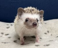ハリネズミ（当店産ベビー：パイド♀）懐っこいです♪の画像10