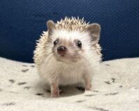 ハリネズミ（当店産ベビー：パイド♀）懐っこいです♪の画像2