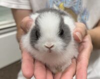 タイニーラビット　グレー×ホワイトヘアベビー♀　激かわっ❤の画像2