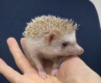 ハリネズミ（当店産ベビー：シナモン♂）懐っこいです♪の画像3