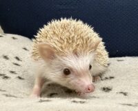 ハリネズミ（当店産ベビー：シナモン♂）懐っこいです♪の画像4